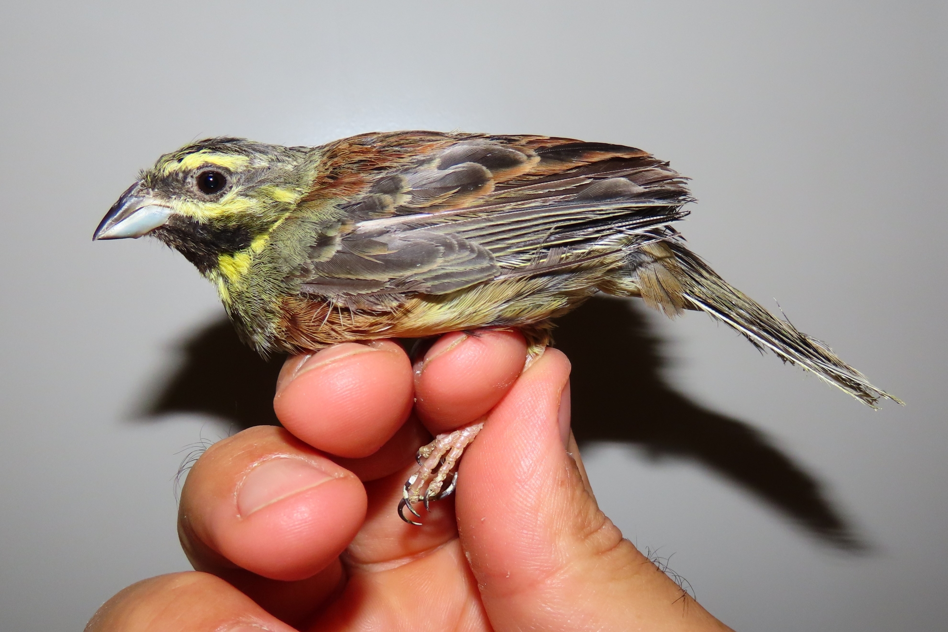 Bei einem Tierhändler in Süditalien sichergestellte Zaunammer