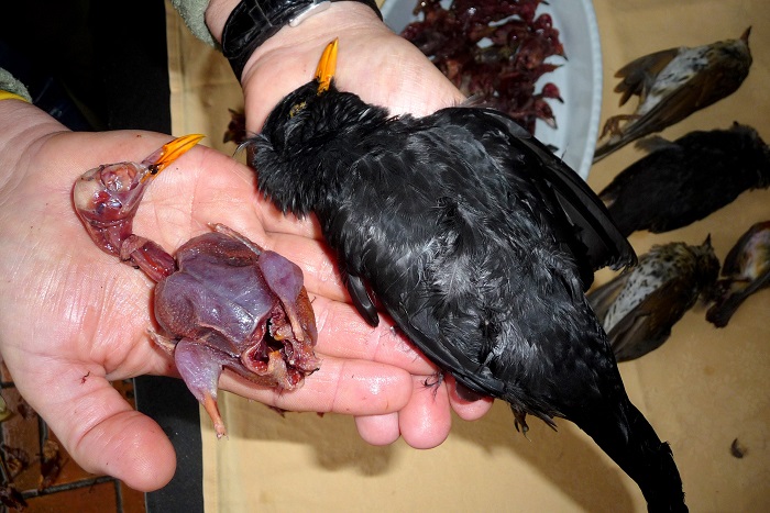 Merlo, con piume e spennato. Piombo per pochi grammi di carne