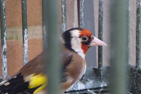 Bei einem Vogelfänger sichergestellter Stieglitz (Archivbild)