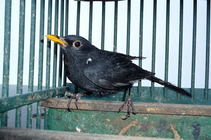 Amsel als lebender Lockvogel