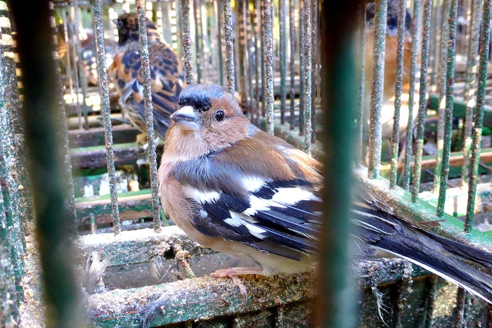 Buch- und Bergfinken als Lockvögel für die Singvogeljagd in Italien