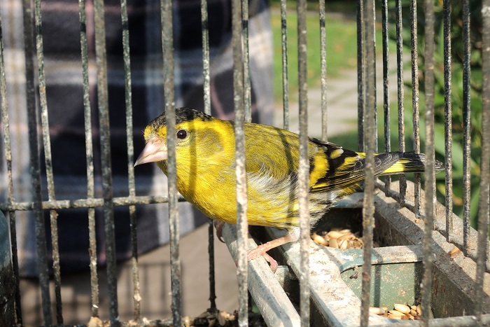 Finches such as Siskins are popular cage birds