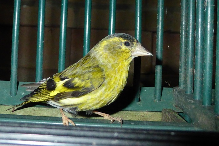 Siskin kept as a cage and aviary bird