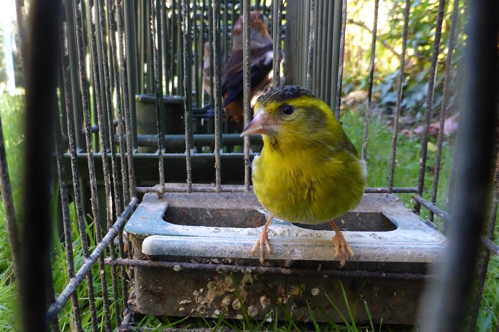 1993 Belgium bans bird catching (here an alder siskin) - the greatest success of CABS to date