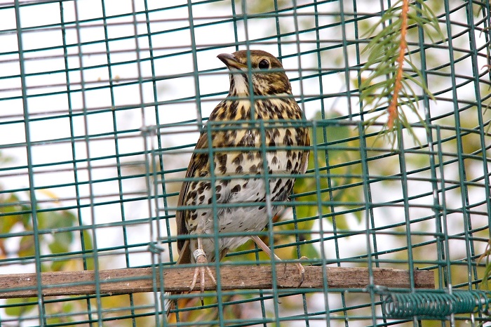 Song thrush as a live decoy in an Italian hunting hide