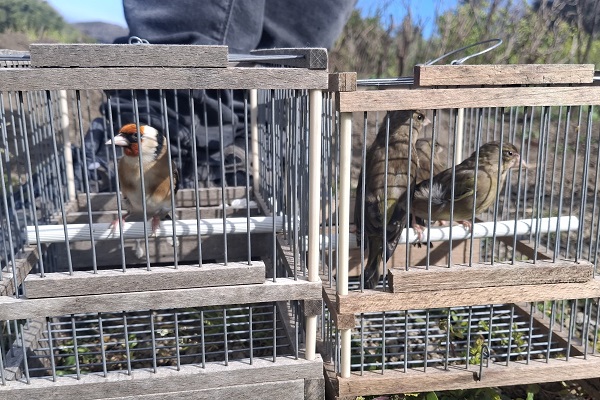 Bei einem Wilderer auf Ischia wurden Mitte April drei Grünfinken und ein Stieglitz sichergestellt