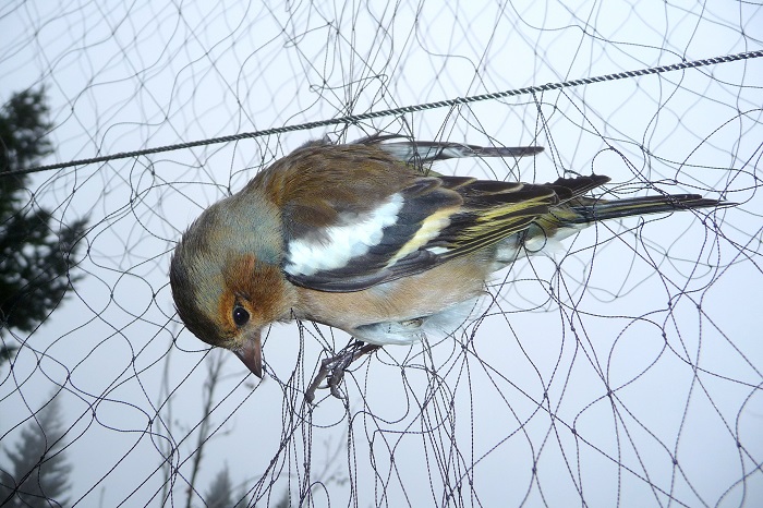 CABS successfully filed a lawsuit against the derogation to catch chaffinches in Italy