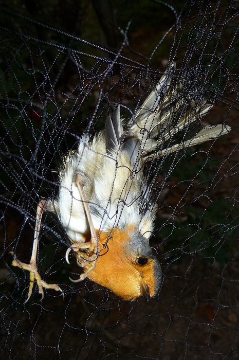 Robin in an Italian mist net