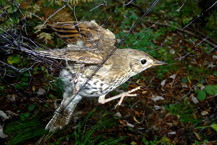 Mainly thrushes such as this song thrush are caught in 'Roccoli' 