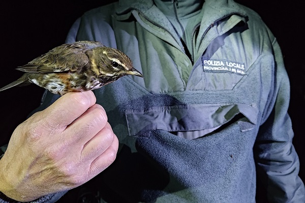 Tordo sassello recuperato dalla rete dell'uccellatore