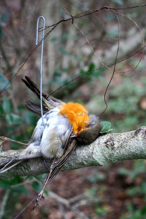 Strangled: Robin in a horsehair snare in Sardinia