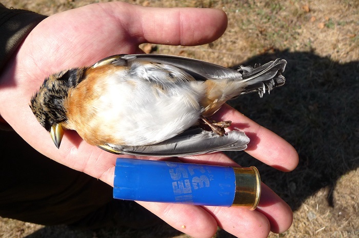 Brambling hunting was permitted in some regions of Italy until 2012.