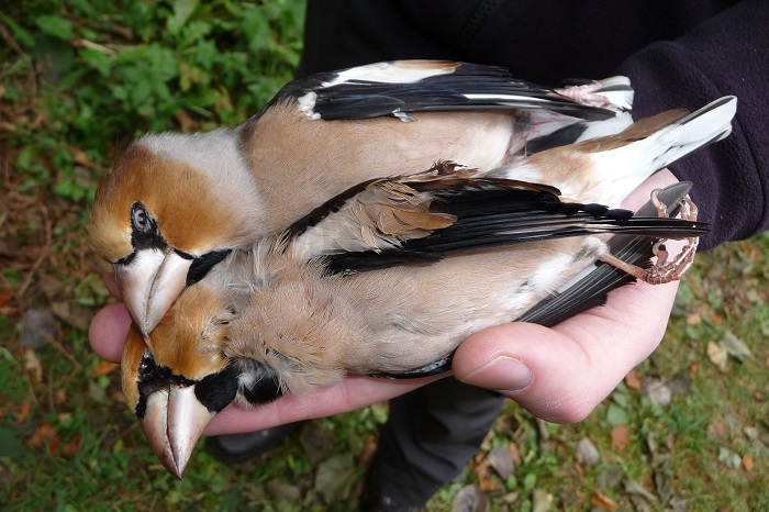 Hawfinches: Protected throughout the EU, shot legally under a derogation in Lombardy.