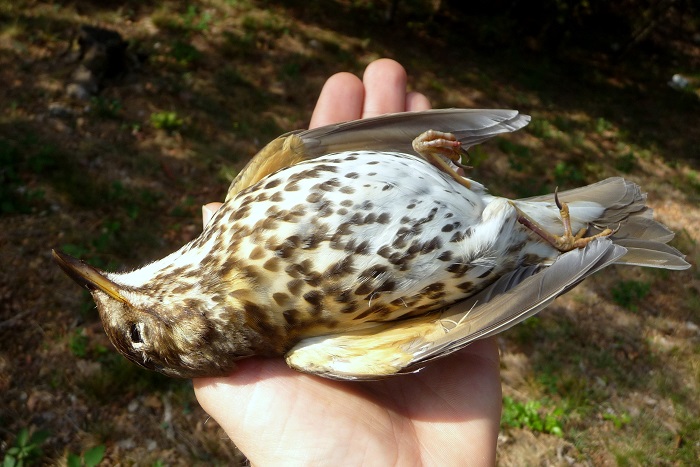 Shot Song Thrush