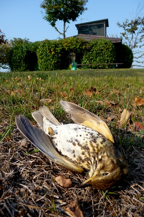 Shot song thrush in front of a hunting hide