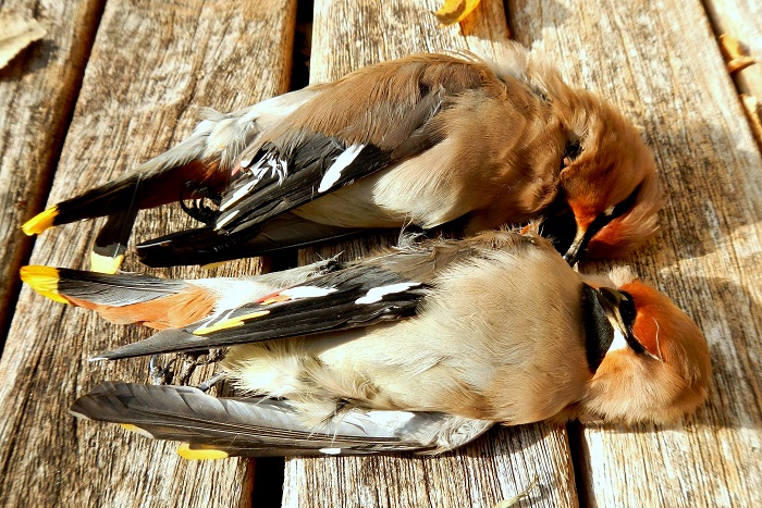 Waxwing illegal shot and seized from a hunter in Brescia