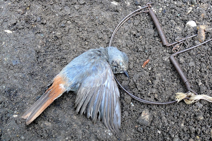 Common redstart killed in a snap trap