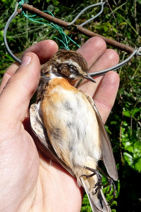 Braunkehlchen in einer süditalienischen Schlagfalle