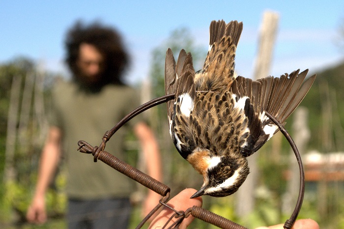 In southern Italy, snap traps are set up to catch whinchat