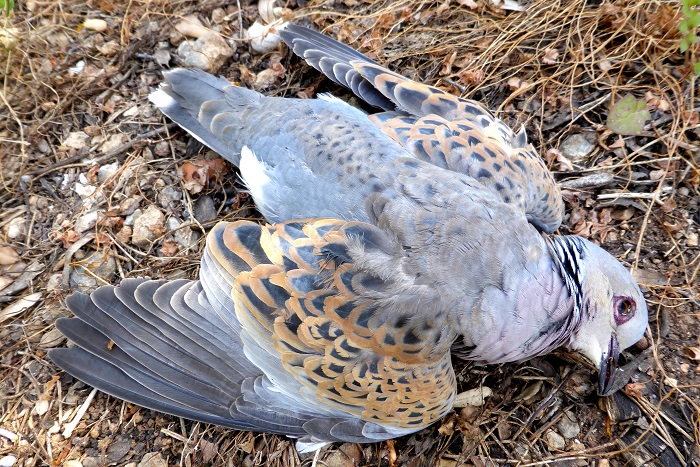 Shot Turtle Dove