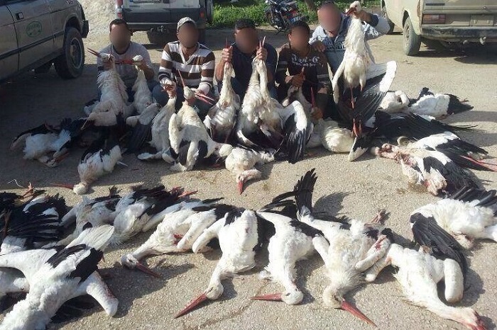 Lebanese poachers posing with shot white storks