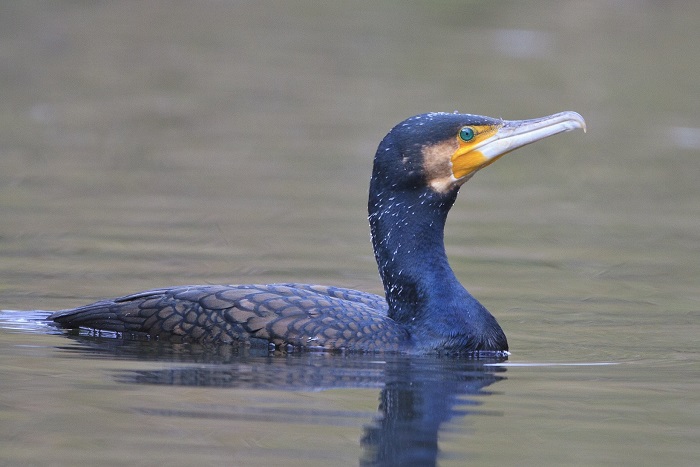 CABS was able to prevent lasers from being used against cormorants in the 90s.