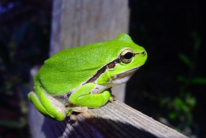 Tree frog - one of the target species of the project