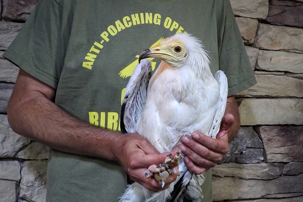 In einem libanesischen Privatzoo sichergestellter Schmutzgeier