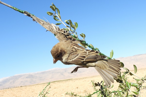 Young house sparrow on a limestick