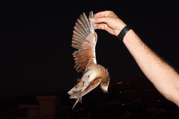 Corncrake illegally killed during night shooting in Lebanon