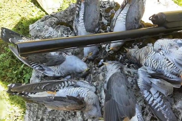 Mit seinen 6 geschossenen Kuckucken hat ein Jäger auf Facebook angegeben, nun droht ihm ein Strafverfahren