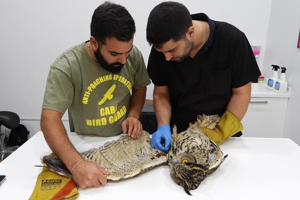 Untersuchung des in Fraraya/Libanon gefundenen Uhus, der Vogel war abgeschossen worden