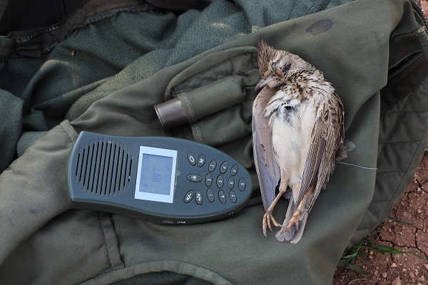 Set di 6 richiami per uccelli - Western American Birds - un gioco  naturalistico unico, prodotto in F