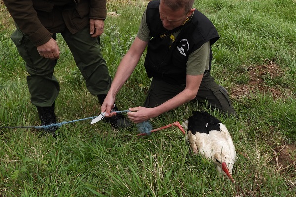 Am Boden festgebundener Weißstorch als lebender Lockvogel