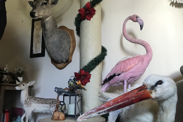 "Atelier" di un tassidermista in Libano