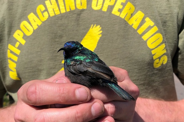 Diesen wunderschönen Jericho-Nektarvogel konnten wir südlich von Beirut aus einem Fangnetz befreien.