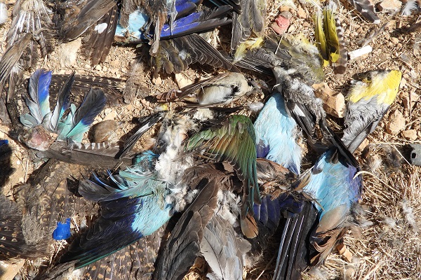 Butchered wings of rollers, orioles and bee-eaters left behind by poachers