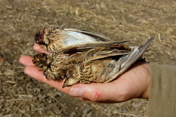 Skylarks caught with nets