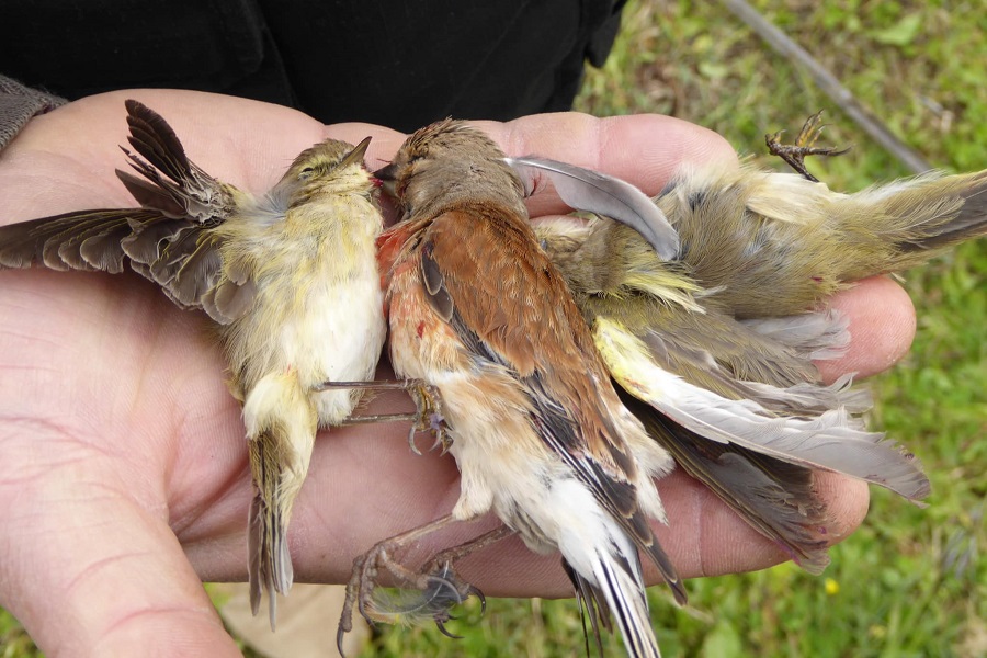Insgesamt 16 Vögel wurden bei dem Mitglied der libanesischen Streitkräfte gefunden.