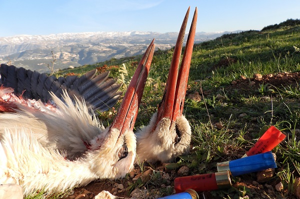 Geschossene Weißstörche im Libanon