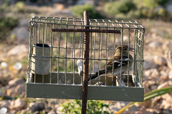 Buchfink als Lockvogel bei einem maltesischen Vogelfänger