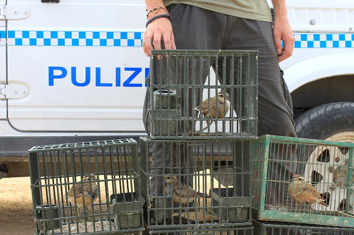 Geschützte Mornellregenpfeifer, als Lockvögel an einem Fangplatz sichergestellt