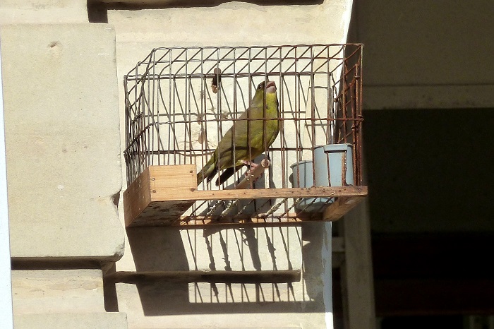 Grünfink als Käfigvogel in der Innenstadt von Valletta 