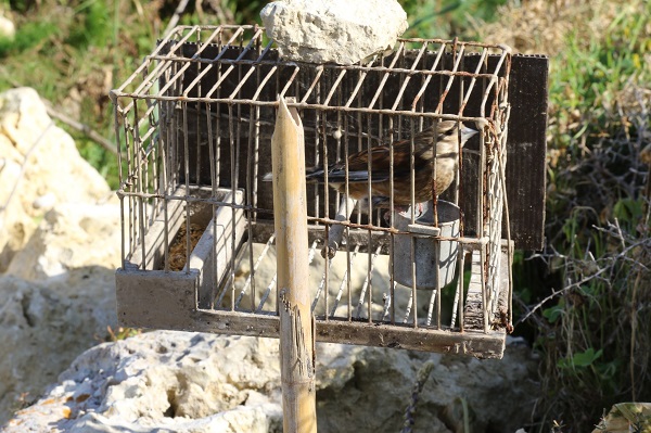 Bei unseren Einsätzen auf Malta wurden innerhalb von wenigen Tagen 26 lebende Lockvögel (hier ein Bluthänfling) von der Polizei beschlagnahmt.