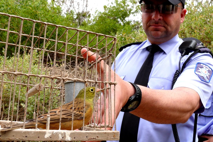 Ortolan bunting seized by the police at a trapping site.