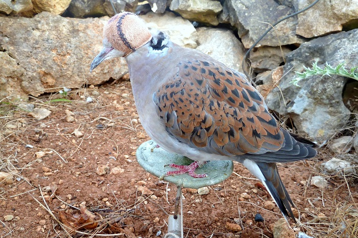 Hooded decoy bird at an illegal turtle doves trapping site