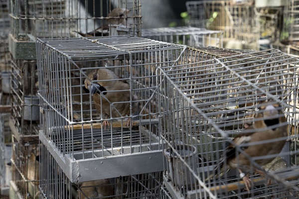 Frosoni catturati e usati come richiami a Malta