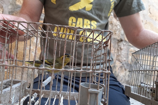 Bei einem Vogelfänger auf Malta sichergestellter Erlenzeisig - er war als Lockvogel an einem illegalen Fangnetz eingesetzt.