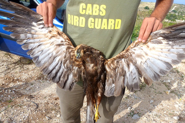 Marsh harrier shot in Malta