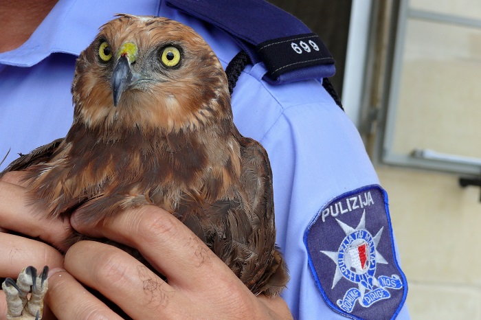 Maltese policeman with shot marsh harrier